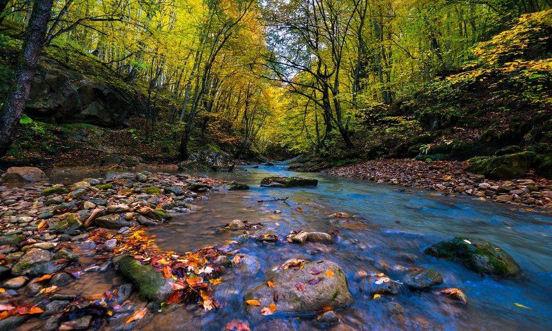 Мезмайка осенняяphoto preview