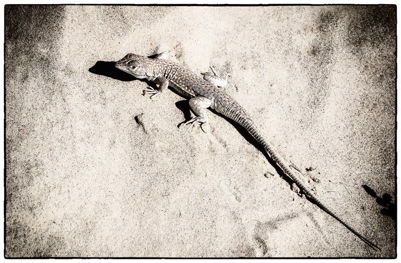 Путь дракона.photo preview