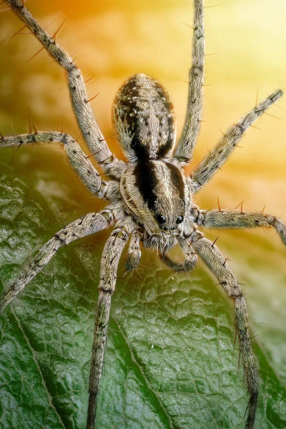 , Эльдар Гуртуев