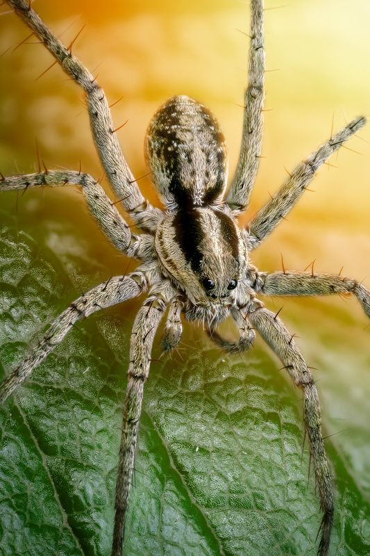 Паук-волкphoto preview