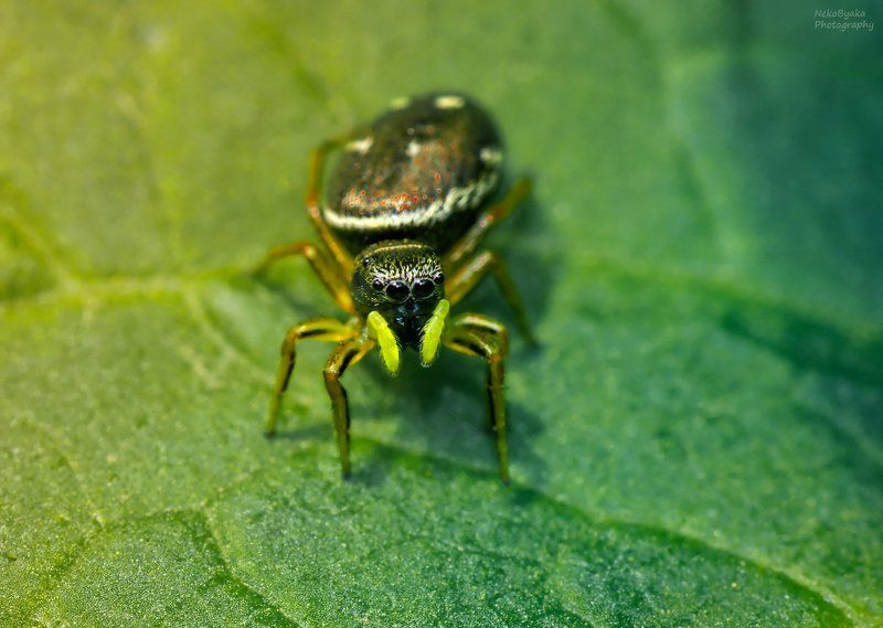 spider, macro, insect, макро, паук, насекомые salticidaephoto preview