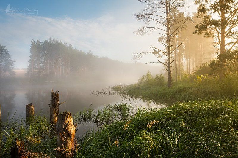 morning, summer, lake, fog, sun, sunset, trees, grass, утро, туман, рассвет, озеро, деревья туманное утро фото превью