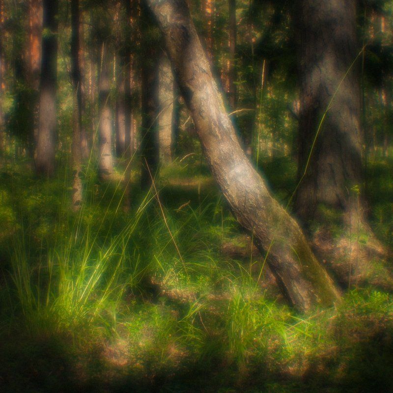 пейзаж, природа, монокль, monolens, дубна, пиктореализм Там, на неведомых дорожкахphoto preview