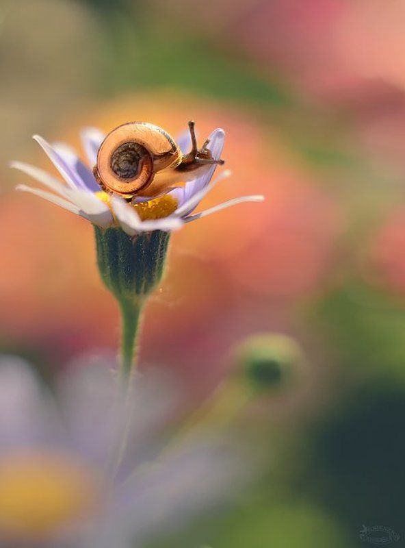 Calineczkaphoto preview