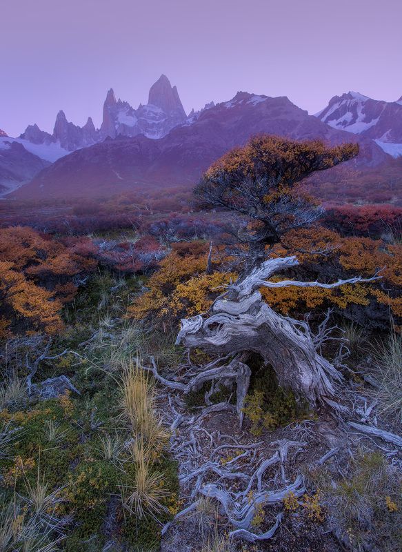 ARS MORIENDIphoto preview