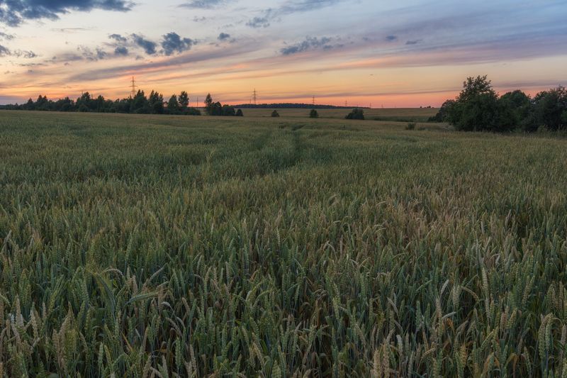 Новый урожайphoto preview