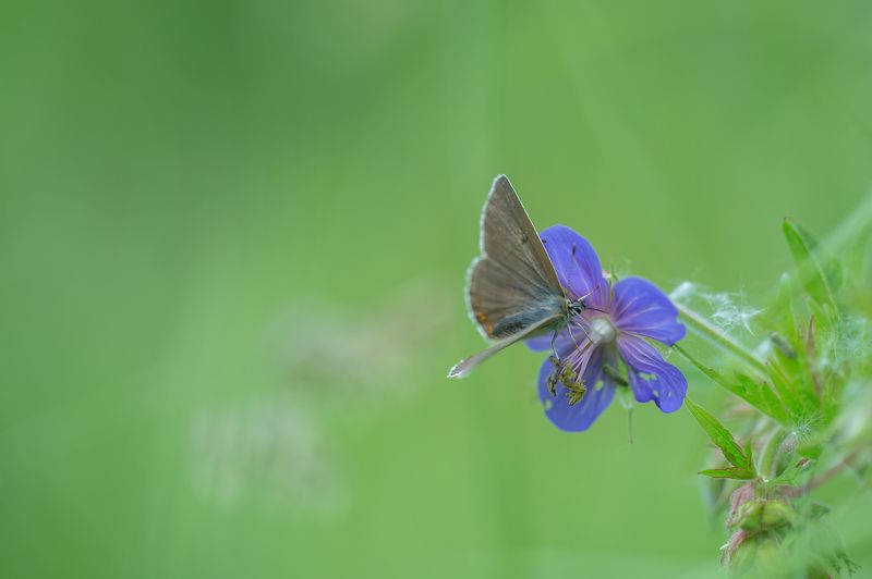 Просто бабочка.photo preview