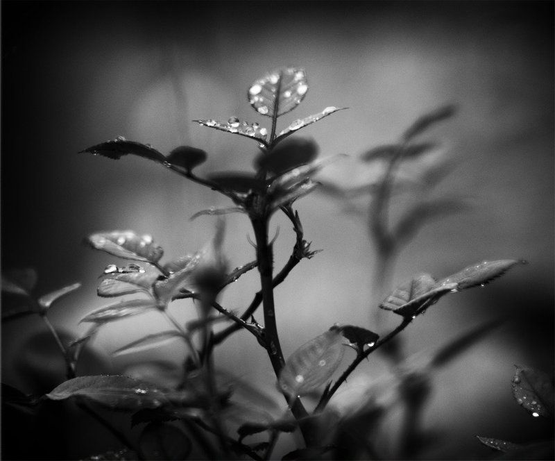 линии, пятна, природа, абстракция Ballerinaphoto preview