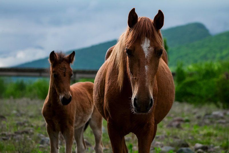море абхазия горы небо пейзаж закат путешествия отдых  Лошади Абхазииphoto preview