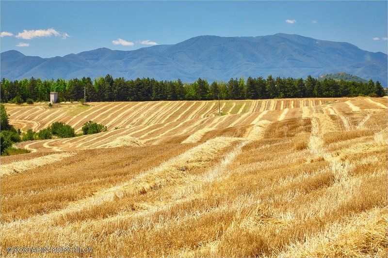 Summer Pattrensphoto preview