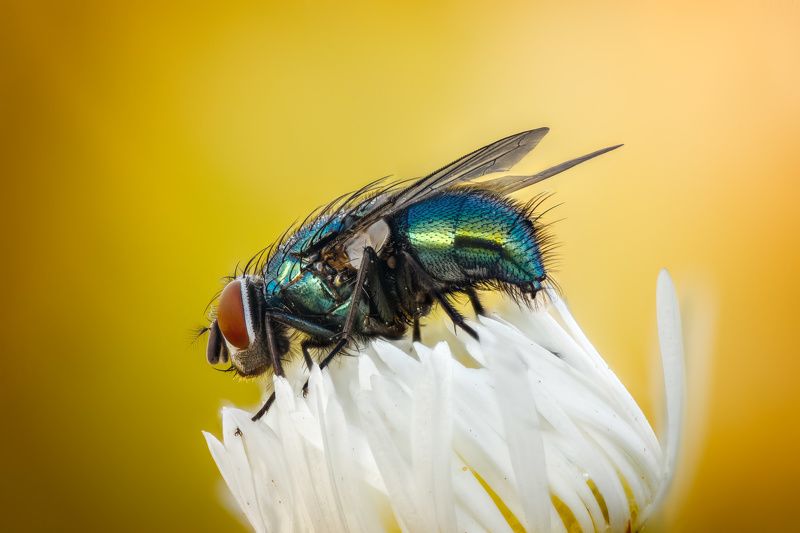 Luciliaphoto preview