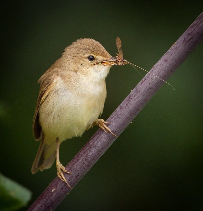 Болотная камышовка с добычейphoto preview