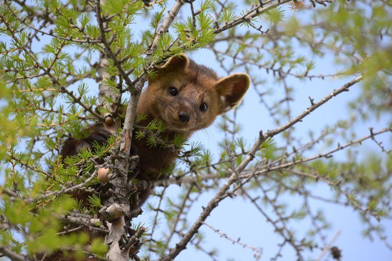 Соболёкphoto preview