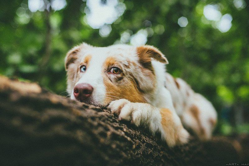 собака Моллиphoto preview