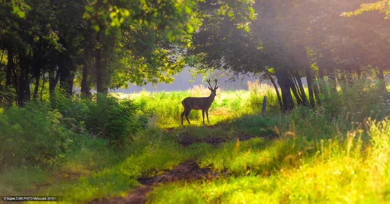 Zubr.photo, Европейский, Животные, Закат, Лес, Лето, Олень, Природа Встречаphoto preview