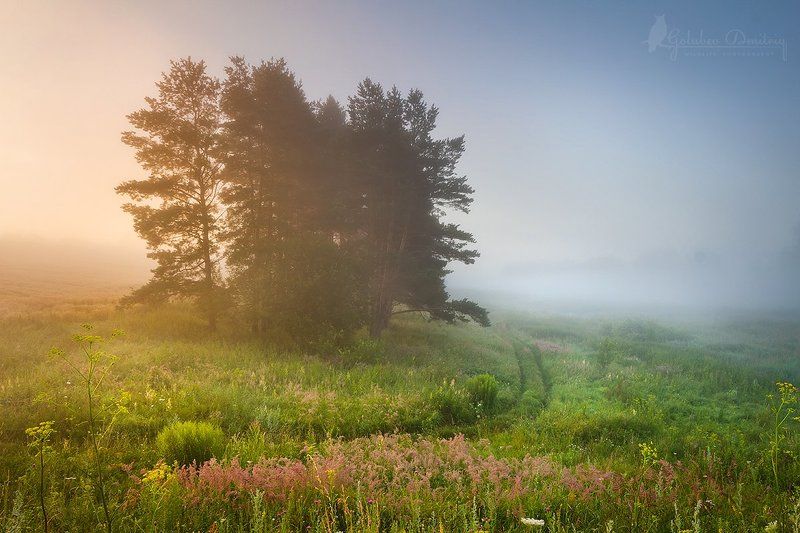 morning, sunrise,  dawn, sun, fog, pines, meadow, field, grass, утро, поле, луг, туман, рассвет, трава, сосны Луг, поле и туманное утро фото превью
