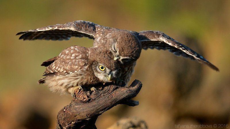 Домовый сычphoto preview