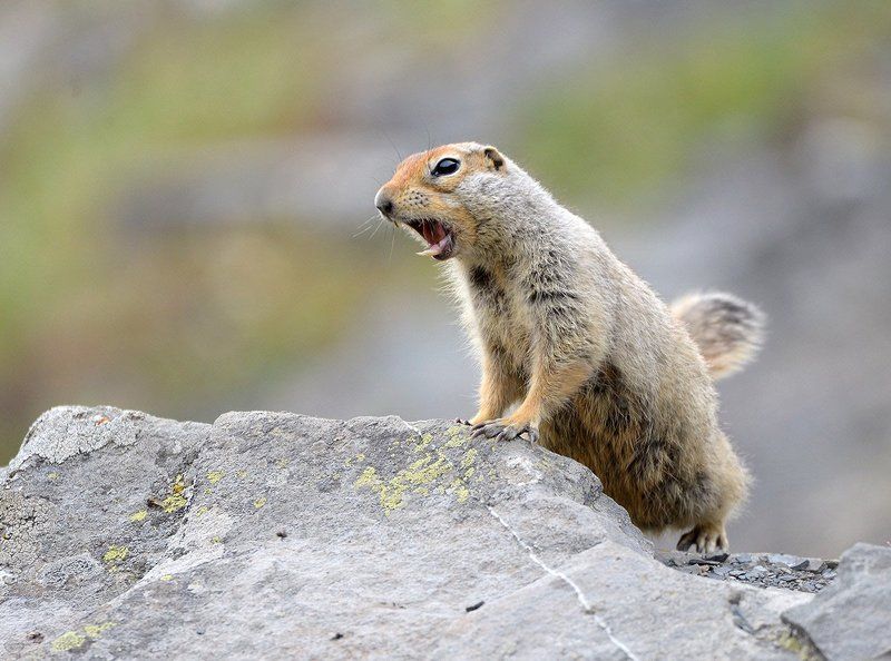 Ораторphoto preview