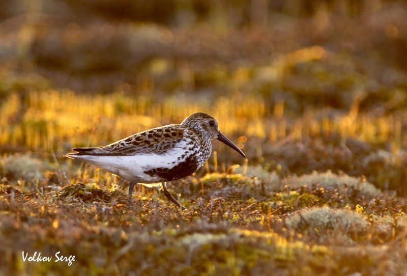 Calidris alpina, Арктика, Дикая природа, Кулик, Птицы, Север, Чернозобик Полночь в Заполярьеphoto preview