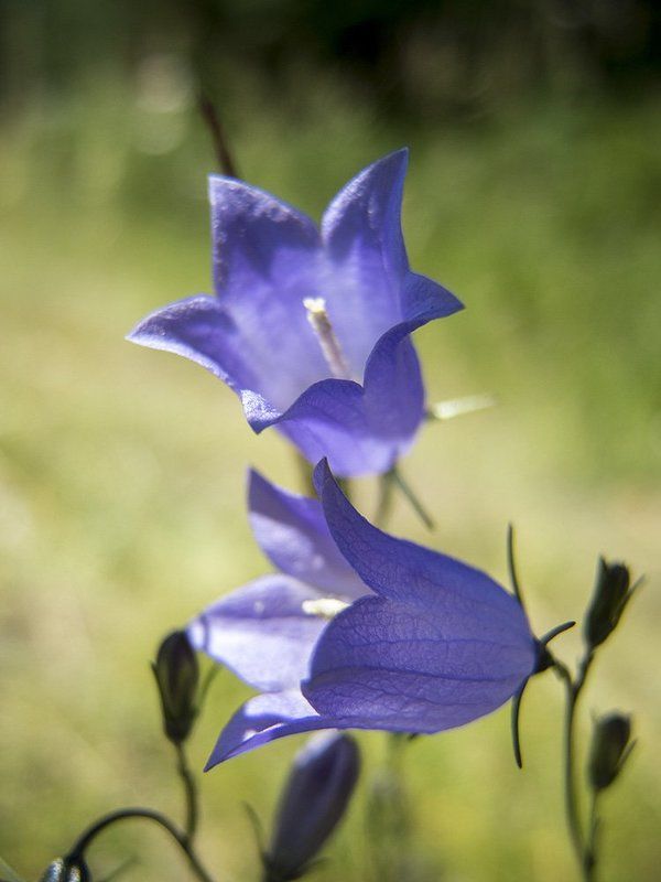 Колокольчикиphoto preview