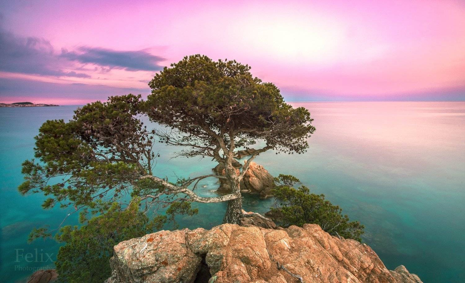 tree on the rock. Автор: Felix Ostapenko tree,rock,sea,evening,long exposure,costa brava,spain, Felix Ostapenko