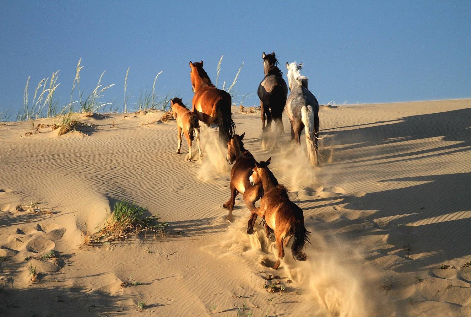 Дикий табун в песках Монгол-Элс. Автор: Степанюк Валера пустыня, монголия, пейзаж, песок, лошади, кони, Степанюк Валера