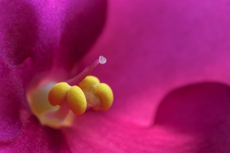 О пестиках и тычинках )photo preview