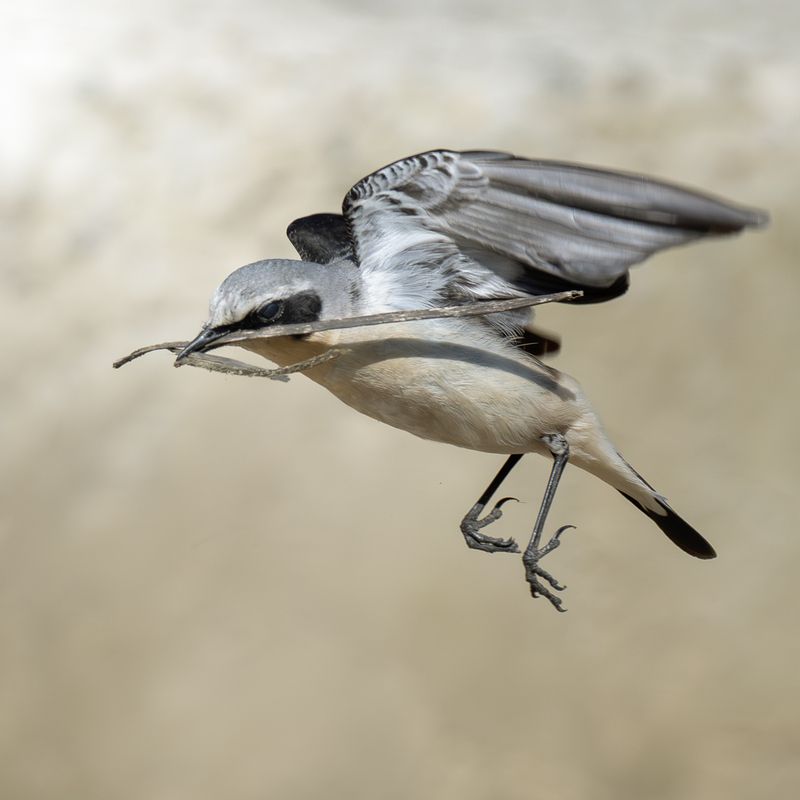 Каменка (Oenanthe oenanthe)