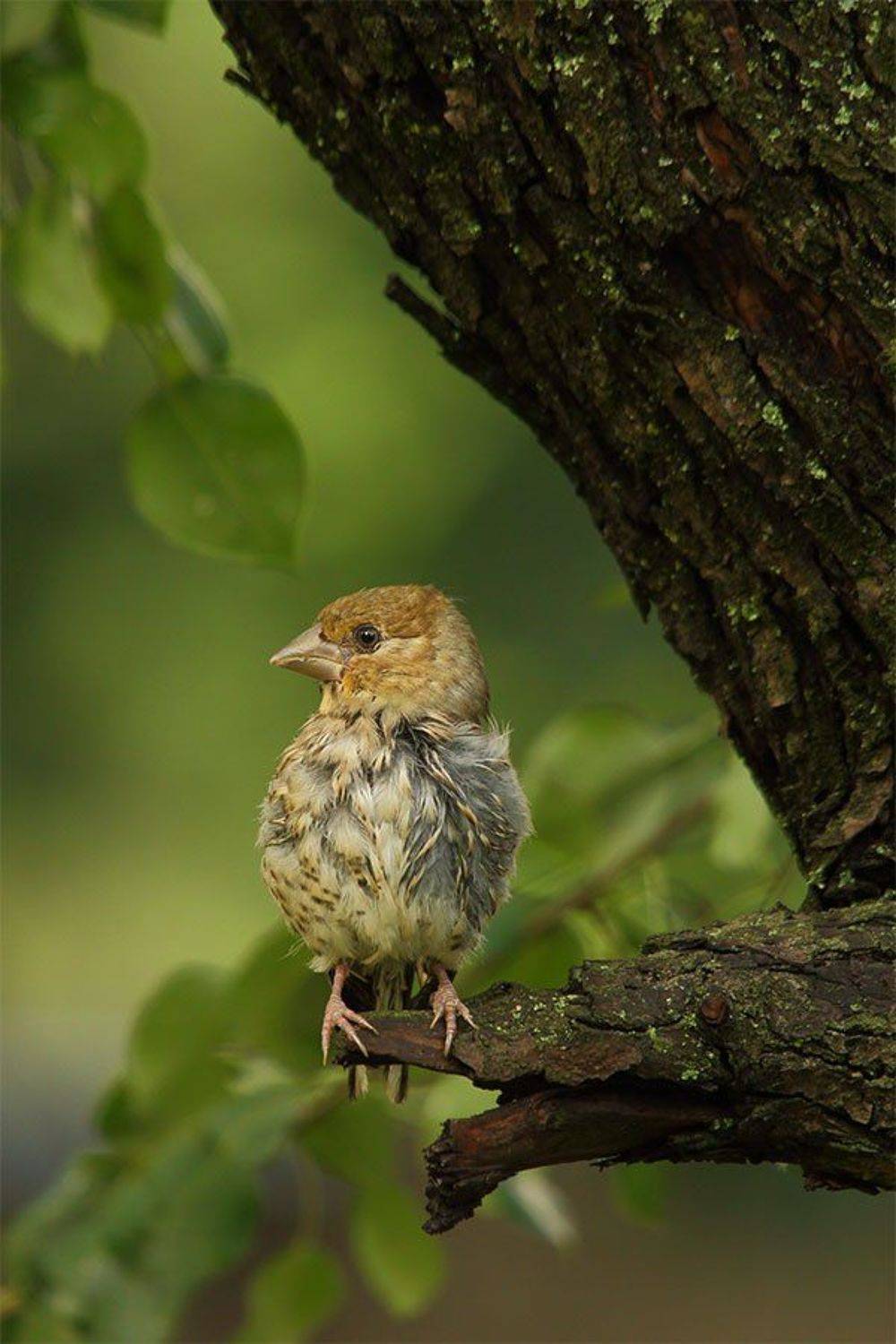 маленький дубонос. Автор: Роман Рысь , Роман Рысь
