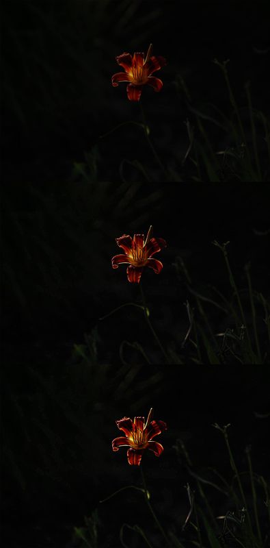 flower FIRE FLOWERphoto preview