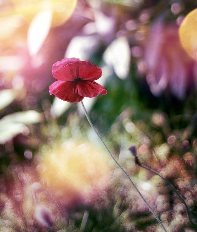 antrisolja,color,macro,nature, Floral Magicaphoto preview