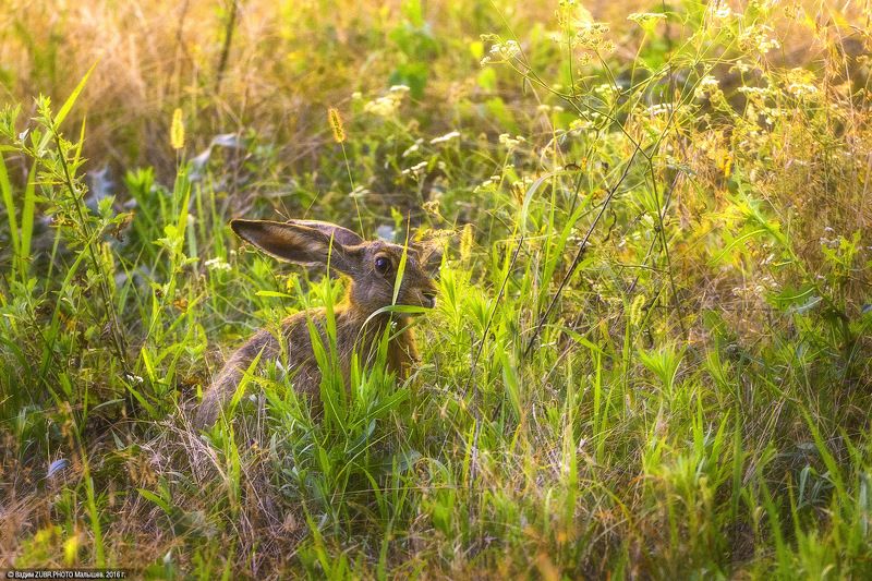 Zubr.photo, Животные, Закат, Заяц, Луга, Природа, Ростовская область Солнечный заяцphoto preview