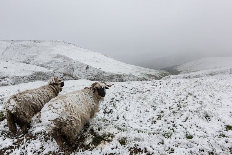 Италия, Доломиты, бараны, снег Снег в июлеphoto preview