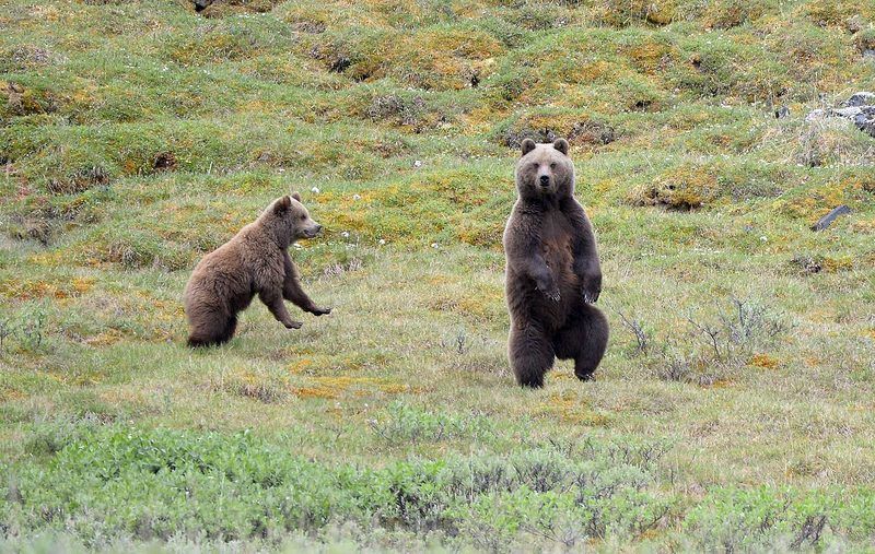 Медведи (не камчатские  :)photo preview