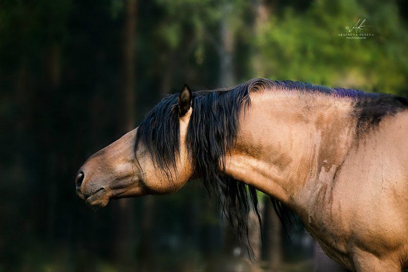 лошади,  Лексphoto preview