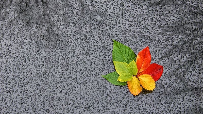 rain, drop, water, rain drops, autumn, fall, leaf, glass, reflection, tallinn, europe, estonia, rainy, cloudy, damp, dampness, colors of autumn, gloomy, bright, flash, memory, wilting, outdoor, nature, time of year, season, hope, grim, mood, Maji Matone фото превью