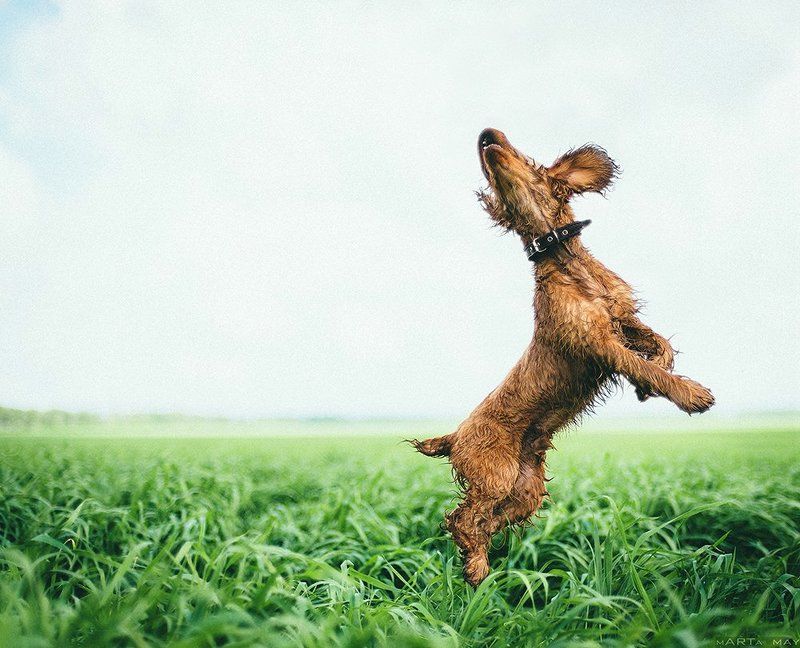 собака Up&Upphoto preview