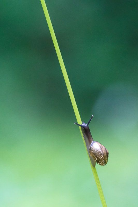 Из жизни улитокphoto preview