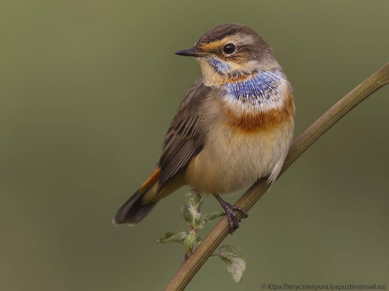 , Ляпустин Юрий