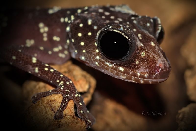 Geckos, Lizards, Paroedura masobe, Reptilia, Геккон, Геккон земляной мособе, Рептилии, Ящерица Paroedura masobephoto preview