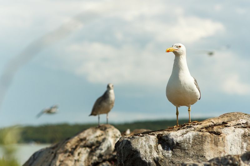 Главный Чайка на острове фото превью