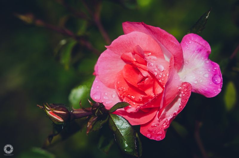 Трояндаphoto preview