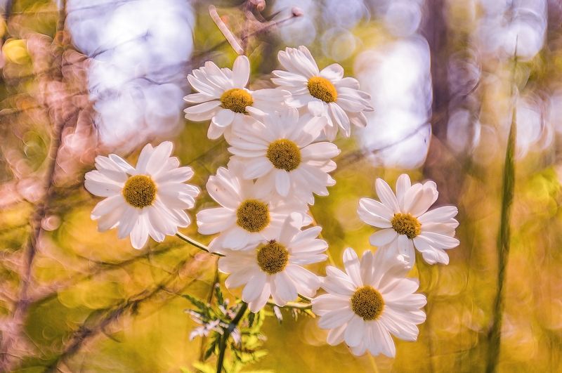 боке, день, июль, летние краски, лето, поле, природа, растение, растительность, ромашка, ромашки, россия, солнечно, солнечный день, татарстан, цветок, цветы, яркие краски Летние краскиphoto preview