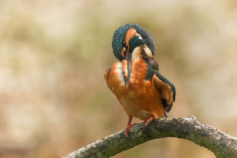 hairdresserphoto preview