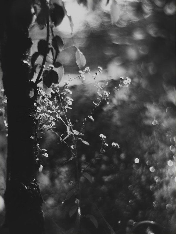 линии, пятна, настроение, природа, свет Light sadnessphoto preview