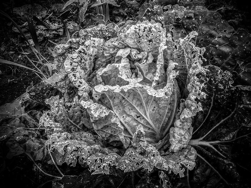 Природа, Черно-белое Капустаphoto preview