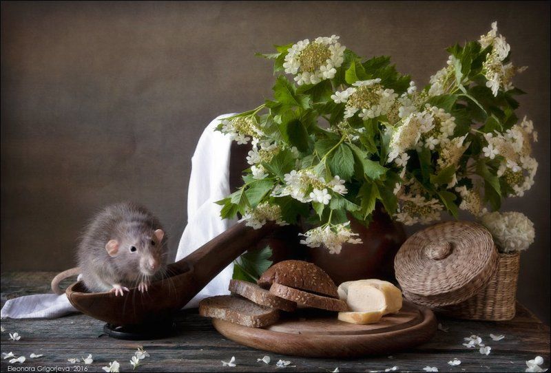 Rats\'n\'Cats, Декоративная крыса, Кошки-мышки, Крыса дамбо, Крысиные истории Крысиные истории. Дачное летоphoto preview