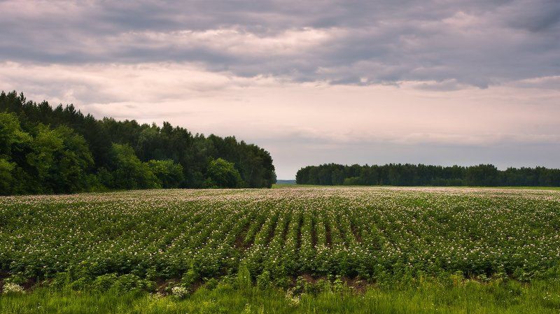 Вечер, Поле Вечерело фото превью