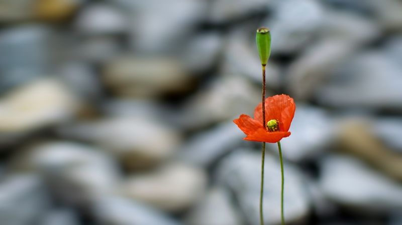 red, outdoor, poppy, estonia, flower, tallinn, bright, capital city, city, city life, close up, colorful, delicate, еurope, nature, simplicity, urban, background, summer, softness, alone, color, grass, light, travel, plant, Next фото превью