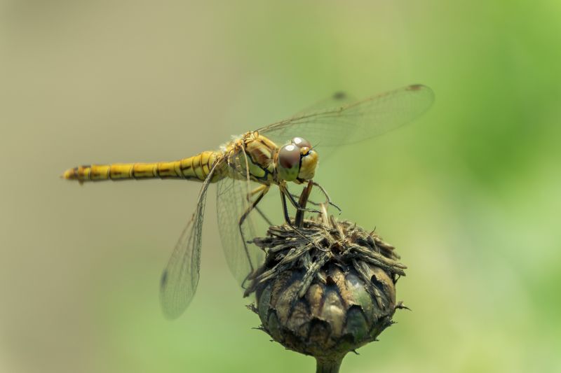 Улыбка стрекозыphoto preview